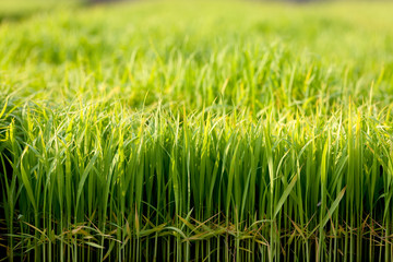 Young green paddy rice sprouts 