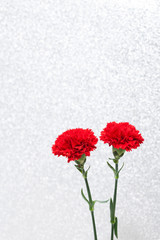 Bouquet of red carnations on a white 