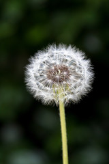 Blowballs. Dandelions in the grass 