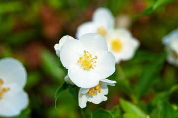 Flowering Multiflora rose. Rosa multiflora