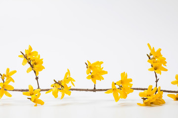 Forsythia flower in a studio