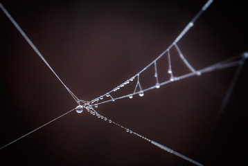 Drops on spiderweb.