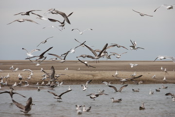 Lots of seagull birds flying off a beach