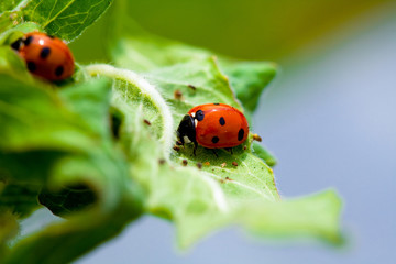 Ladybug on a green leaf 