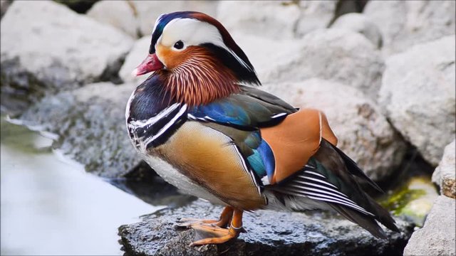 Male mandarin duck standing near a lake.
