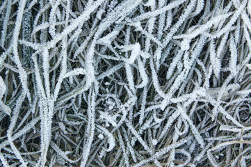 Frosted grass