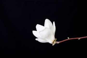 Magnolia in black background.