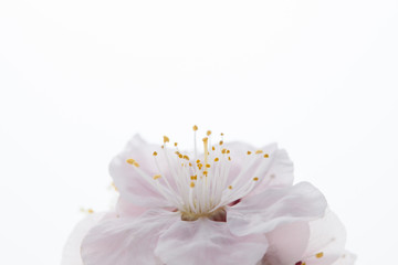 Fototapeta na wymiar Plum flower petal 