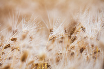 Barley in the barley field korea