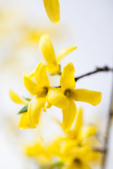 Forsythia flower with branch in a studio for background 