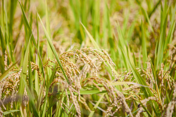 Soft green paddy rice field for design 