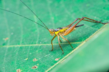 Yellow, black and brown cricket (Grylloidea) with striped eyes on a green leaf