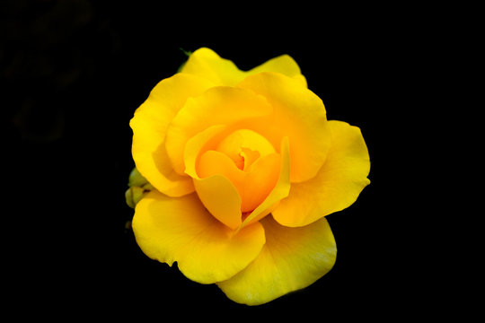 Yellow rose petals at black background 