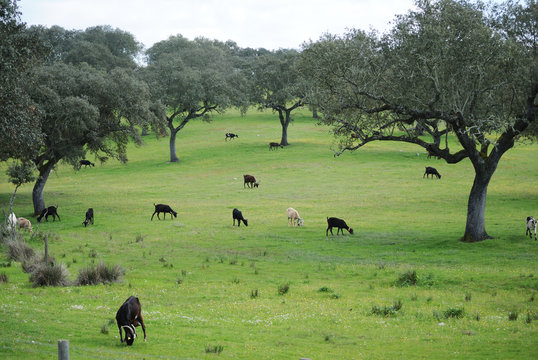 rebanho de cabras