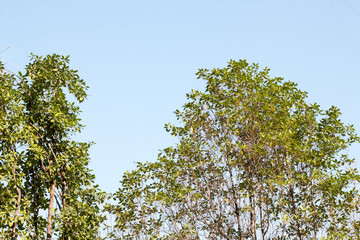 group of green leaf and sky,green leaf from garden,green leaf make oxygen and part of tree