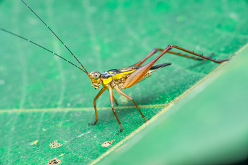 Yellow, black and brown cricket (Grylloidea) with striped eyes on a green leaf