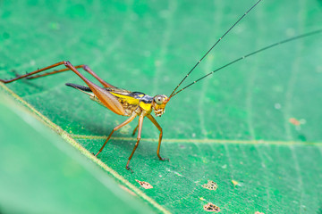 Yellow, black and brown cricket (Grylloidea) with striped eyes on a green leaf