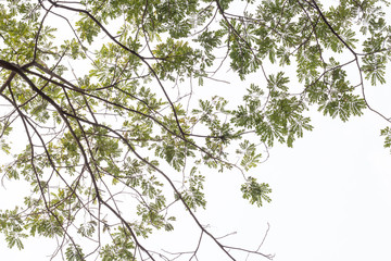 group of green leaf and sky,green leaf from garden,green leaf make oxygen and part of tree