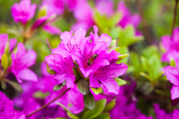 Bee on a Purple Geisha Azaleas,