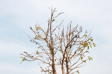 group of green leaf and sky,green leaf from garden,green leaf make oxygen and part of tree