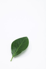 Green leaf with white paper texture background 