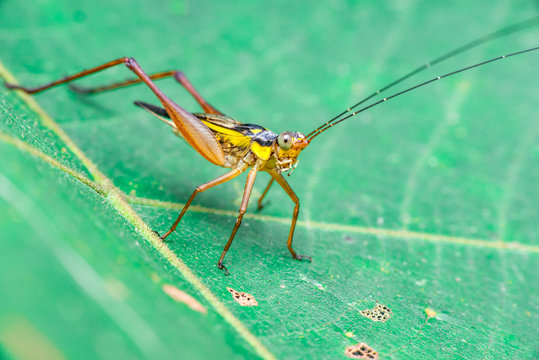 Yellow, black and brown cricket (Grylloidea) with striped eyes on a green leaf