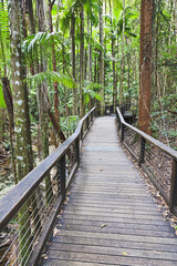 Fototapeta premium QE FI Rainforest Boadwalk vert