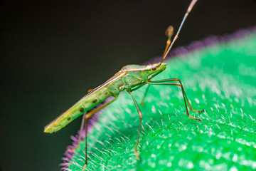A green, brown Assasin bugs (Reduviidae) on a green leaf