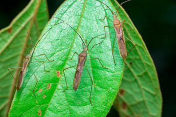 A group of three green, brown Assasin bugs (Reduviidae) on a green leaf