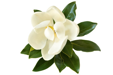 Magnolia Flower Isolated on White - obrazy, fototapety, plakaty