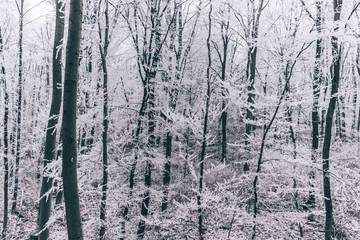 Fototapeta premium Icey wood