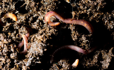 red worm manure. macro