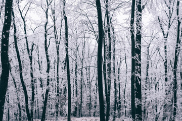 Icey wood