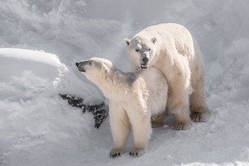 couple d'ours polaire qui s'accouplent