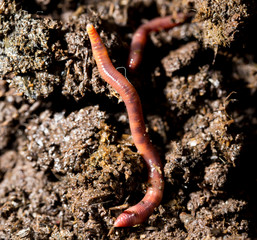 red worm manure. macro