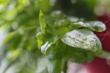 Small  wet Basil plant