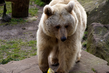 Fototapeta premium Bär