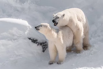 Papier peint photo autocollant rond Ours polaire couple d'ours polaire qui s'accouplent