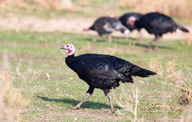 a turkey on a farm outdoors