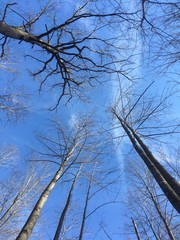 treetops in winter forest
