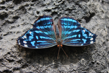 Fototapeta na wymiar Beautiful pretty colourful blue butterfly with wings spread