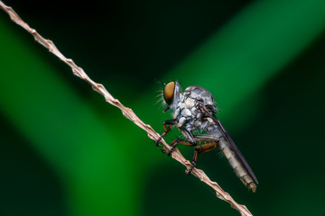 Robberfly, Asilidae (Insecta: Diptera: Asilidae) resting on a twig