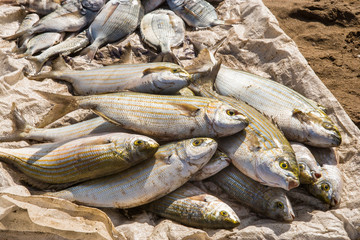 Fish sold at harbor Salé, Morocco