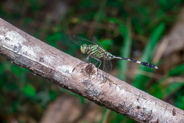 Green Marsh Hawk Dragonfly (Orthetrum sabina), on a brown stem