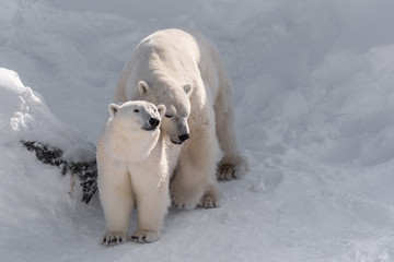 Obraz na płótnie Canvas couple d'ours polaire qui s'accouplent