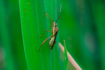 Green, brown and yellow striped Assasin bug (Reduviidae) on a grass