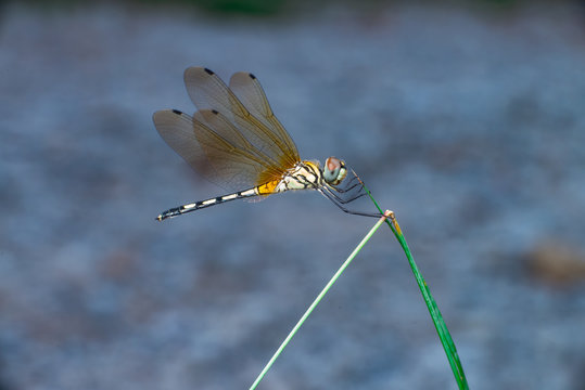 Seaside Dragonlet Dragonfly (Erythrodiplax berenice) on a green grass