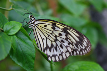 Fototapeta na wymiar Beautiful pretty colourful butterfly with wings spread