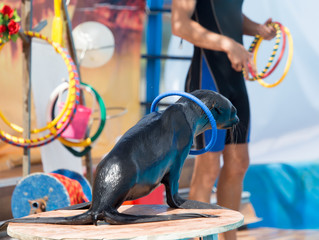 Fototapeta premium Fur Seal in circus