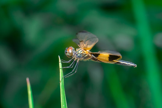 Male yellow-striped flutterer dragonfly (Rhyothemis phyllis) on a green weed